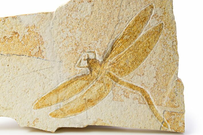 Detailed Fossil Dragonfly - Solnhofen Limestone #301889